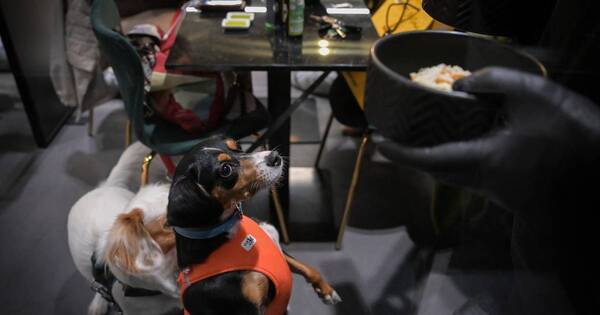 La Nación / ¡Guau! Restaurante romano ofrece menú gurmé para perros