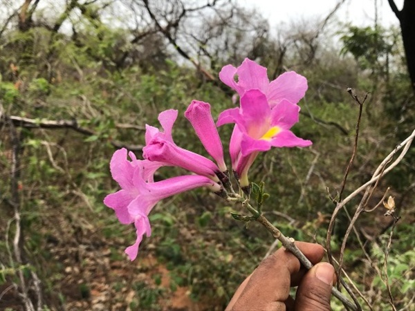 Descubren nueva especie de lapacho en Paraguay, un tesoro natural