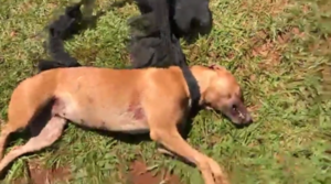 DENUNCIAN QUE UN HOMBRE MATÓ A UN PERRO A BALAZOS EN EDELIRA - Itapúa Noticias