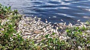 Mortandad de peces se repite en arroyo Ñeembucú y sería por falta de oxígeno