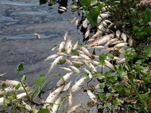 Mortandad de peces en el arroyo Ñeembucú preocupa a ambientalistas - Nacionales - ABC Color