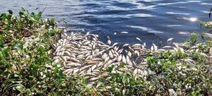 Diario HOY | Preocupa mortalidad de peces en arroyo Ñeembucú