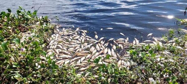 Diario HOY | Preocupa mortalidad de peces en arroyo Ñeembucú