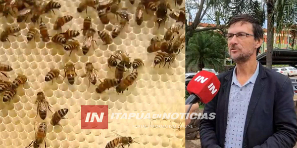 PRODUCTORES DE NUEVA ALBORADA POSICIONAN LA MIEL DE ABEJA COMO PRODUCTO ÍCONO DE LA CIUDAD - Itapúa Noticias