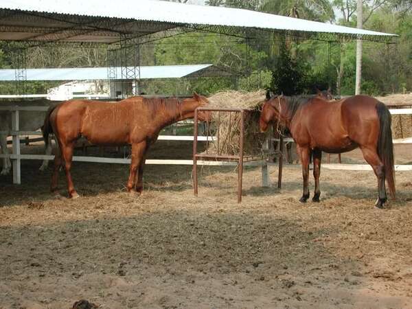 Alertan sobre enfermedad neurológica que afecta a equinos y es transmisible a humanos - Nacionales - ABC Color