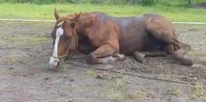 Diario HOY | Caballos con cuadros neurológicos: alertan sobre riesgos para los humanos