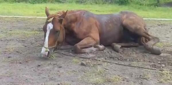 Diario HOY | Caballos con cuadros neurológicos: alertan sobre riesgos para los humanos