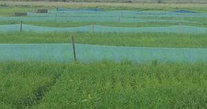 La Nación / Fenómeno El Niño genera incertidumbre y desafíos muy diferentes para productores