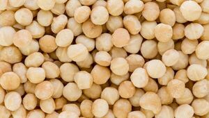 Producción orgánica de nuez de macadamia en Altos atrae por su rentabilidad (a partir de G. 95.000 el kilo)