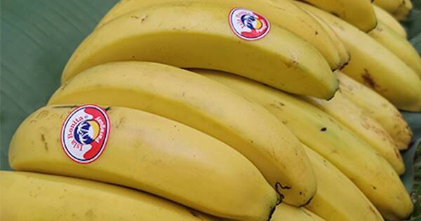 La Nación / Chilenos, interesados en banana paraguaya