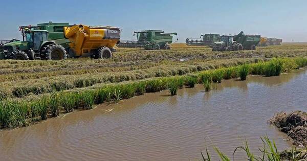La Nación / Productores de arroz mantienen proyecciones pese a inundaciones