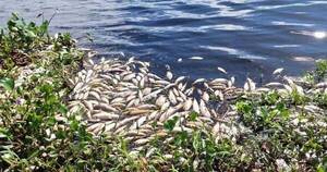 La Nación / Preocupa muerte de peces en arroyo