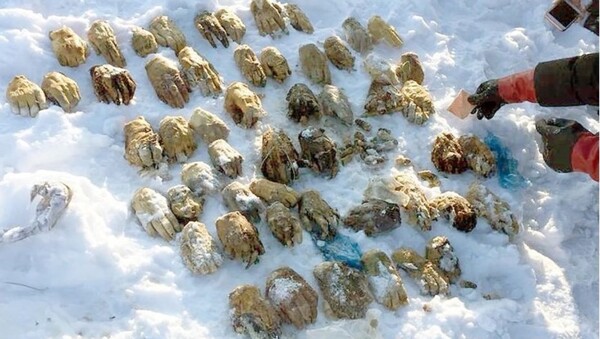 Macabro hallazgo en Siberia