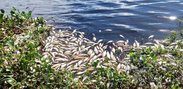 Elevada mortandad de peces en Ñeembucú