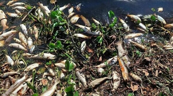 Mortandad en Ñeembucú: MADES insta a no consumir peces muertos - Radio Imperio 106.7 FM