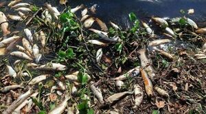 Mortandad en Ñeembucú: MADES insta a no consumir peces muertos