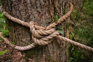 Hombre ató a su sobrino a un árbol para «castigarlo»