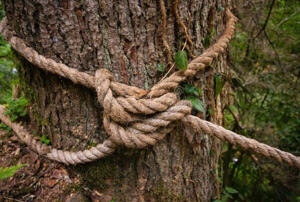 Hombre ató a su sobrino a un árbol para «castigarlo»