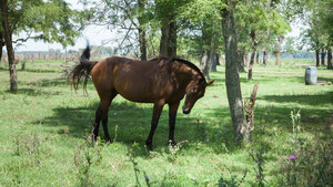Paraguay en alerta por casos de encefalomielitis equina en provincias argentinas