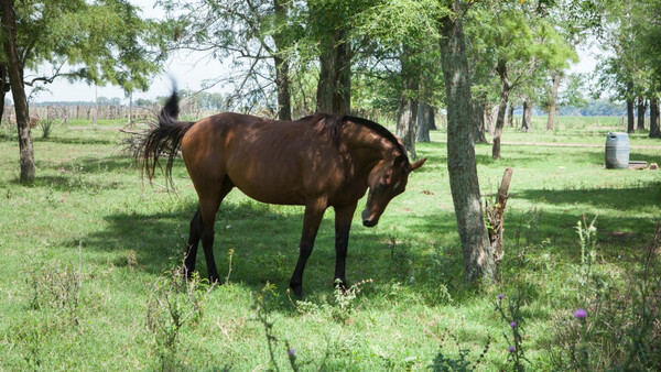 Paraguay en alerta por casos de encefalomielitis equina en provincias argentinas