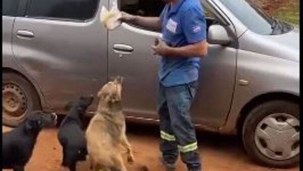 Dos perritas piden a su dueño que les compre chipa