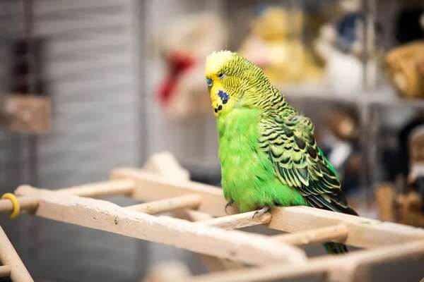 ¿Por qué los pájaros duermen de pie? - Mascotas - ABC Color