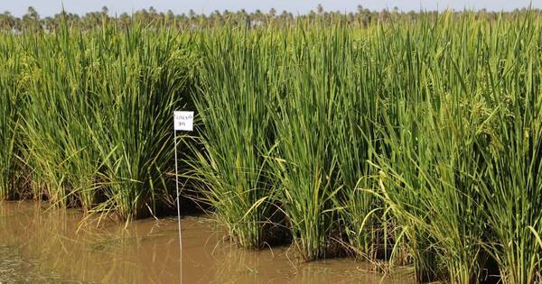 La Nación / Arroceros mantienen proyecciones pese a inundaciones