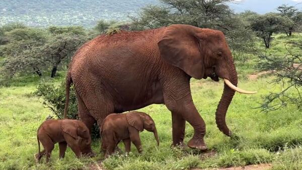 Video: Insólito nacimiento de dos elefantas gemelas en una reserva natural de Kenia