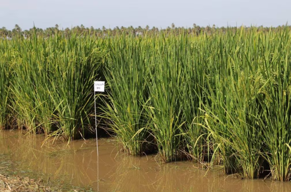 Arroceros mantienen proyecciones pese a inundaciones