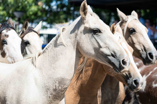 Senacsa alerta sobre encefalomielitis equina tras detección en la región