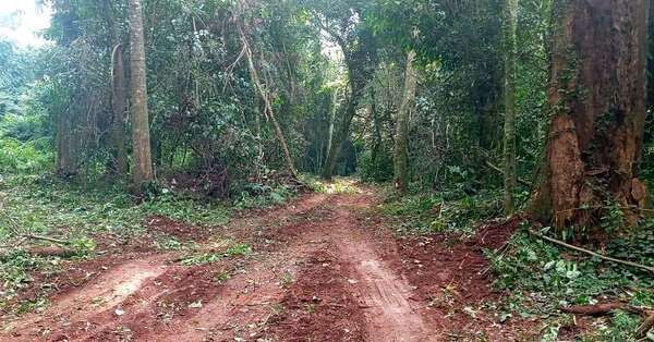INFONA IMPLEMENTA SISTEMA DE ALERTA TEMPRANA PARA DETECTAR DEFORESTACIÓN ILEGAL - Itapúa Noticias