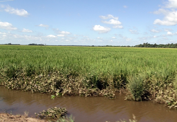 Producción de arroz afectada por las inundaciones en Ñeembucú | RADIO NACIONAL