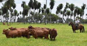 La Nación / Reportan unos 1.000 bovinos muertos a raíz de inundaciones en Misiones y Ñeembucú