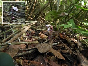 Plantas que no realizan fotosíntesis están en áreas protegidas de Itaipu - La Clave