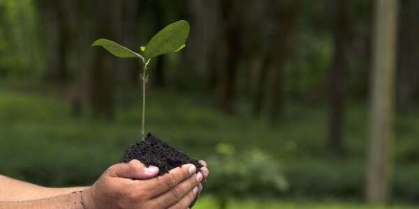 Paraguay se proyecta como potencia forestal y exportadora