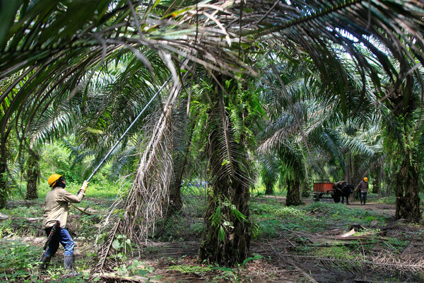Campesinas colombianas ven en la palma de aceite un camino para empoderarse y progresar - MarketData