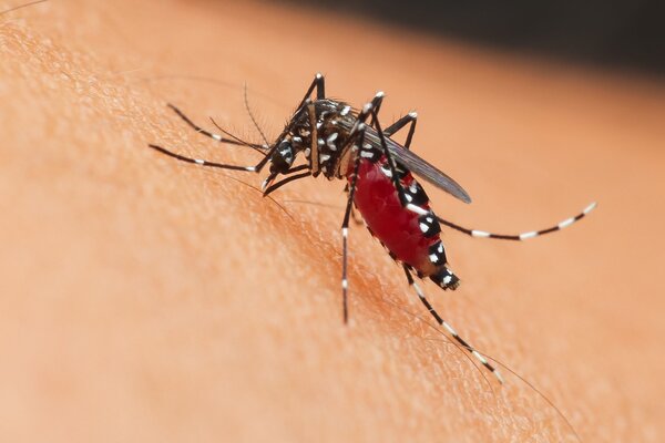 Ante casos y sospechas de leishmaniasis, SENEPA realizó toma de muestras - Radio Imperio 106.7 FM