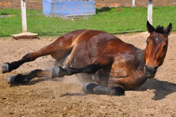 Confirman casos de encefalomielitis en caballos en Argentina - Unicanal