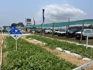 TIMAC AGRO destacó los fertilizantes hidrosolubles para la horticultura