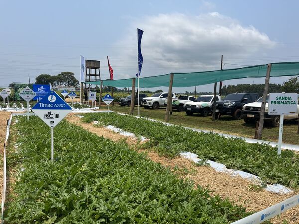 TIMAC AGRO destacó los fertilizantes hidrosolubles para la horticultura