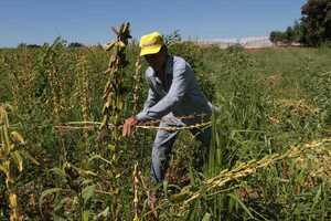 Diario HOY | Más de 400 agricultores de Yby Yaú golpeados por la falta de lluvia
