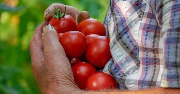 MAG frena importación de frutihortícolas y reafirma apoyo a pequeños productores - trece