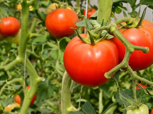 Titular del MAG reitera que no darán paso a la importación de frutihortícolas y potenciará a productores nacionales - Unicanal