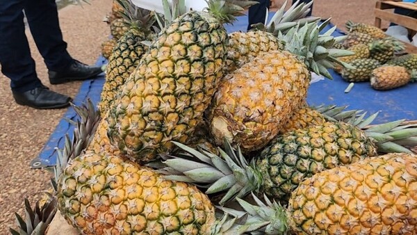 Gran producción de piña deriva en una feria en Concepción
