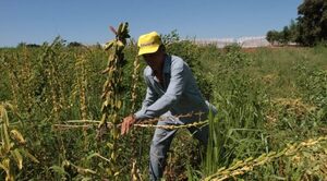 Más de 400 agricultores de Yby Yaú golpeados por la falta de lluvia - Radio Imperio 106.7 FM