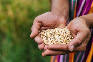 Cultivos de sésamo y arroz, en peligro: El campo enfrenta un escenario complejo de sequía, exceso de lluvias y granizadas - MarketData
