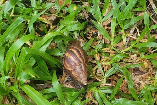Caracoles africanos invaden casas tras inundaciones en el barrio San Alfredo - La Clave