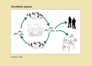 Diario HOY | Encefalitis equina: ¿Cuál es el riesgo de transmisión en humanos?