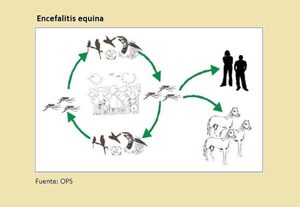 Alerta por cuadros de encefalitis equina en Argentina, enfermedad es transmitida a humanos por mosquitos