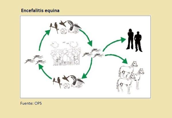 Alerta por cuadros de encefalitis equina en Argentina, enfermedad es transmitida a humanos por mosquitos